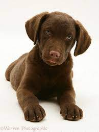 Chesapeake bay retriever puppies for sale. Dog Chesapeake Bay Retriever Pup Photo Wp13716