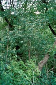 Image result for Honeysuckle 1973 Austin