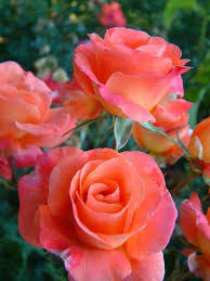 Maybe you would like to learn more about one of these? Rosa Bonfire Night Ireland 1971 Beautiful Flowers Flower Garden Flowers