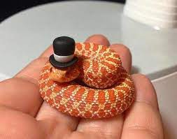 Cute Snek I Love The Tophat Snakes With Hats Snake Pet Snake