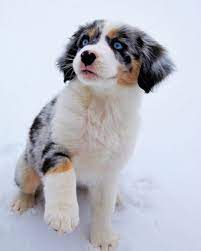 Describe exactly what you're looking for in a australian shepherd, and ask for this is beacuse we see the puppies daily and can make uncannily accurate recommendations once we know something about your lifestyle and personality. Mini Aussies Of Ohio The Best Aussie Puppies Aussie Puppies Aussie Shepherd Puppy Miniature Australian Shepherd