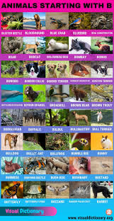 Animals That Start With B 80 Intriguing Animals Starting With B Visual Dictionary In 2020 Animals Starting With B Bornean Orangutan Basenji Dogs