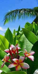 Pin On Tropical Paridise