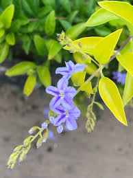 Persian shield is a spectacular foliage plant with iridescent leaves of purple, silver and green. Nofilter Jaffna Publiclibrary Srilanka Lka Purple F Flickr