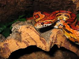 Maybe you would like to learn more about one of these? Corn Snake Photos Novocom Top