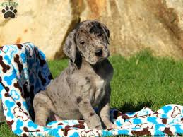 For thousands more ideas visit our main dog names library. Great Dane Puppies For Sale Greenfield Puppies
