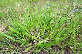 Image result for Sarcocornia decumbens