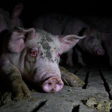Pig slaughterhouse is arguably the most terrifying place on earth. Shocking Footage Of Severely Injured Pigs On Spanish Farms Released Environment The Guardian