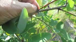 Just wondering how i will know. Thorny Trees Youtube