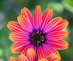 We did not find results for: All Kinds Of Flowers Photos Facebook