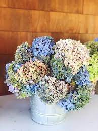 Maybe you would like to learn more about one of these? Dried Hydrangeas Two Ways Nighttime Radio Host And Book Author Delilah