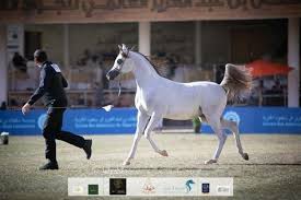 النتائج النهائية بالصور لبطولة الأمير سلطان بن عبدالعزيز العالمية 2020 للجواد العربي arabian horse horses animals