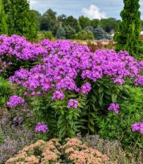 Image result for Phlox paniculata