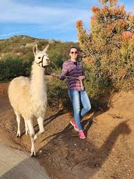 Black Mountain Pack Llamas