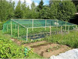 pin on garden and homesteading