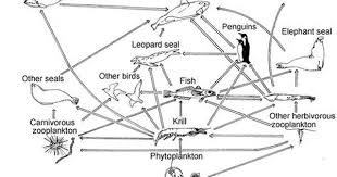 Whales And Antarctica Food Webs And Food Chains Ocean Food Web Food Web Antarctica