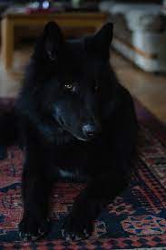 A Young Alaskan Noble Companion Resting Quietly In Her Masters Home Via Kaufmannspuppy Dogs Companion Dog Siberian Husky