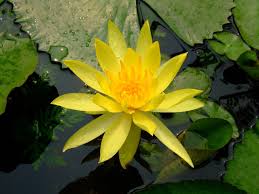 Beautiful Black And Yellow Flowers Yellow Lotus White Lotus Flower Yellow Flower Wallpaper Yellow Flowers