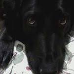 Dottie Garrison (dgarrison2586)