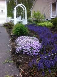 Phlox Subulata Emerald Blue Creeping Phlox Emerald Blue In The Foreground With Polygonatum Odoratum Variegatum Garden Borders Creeping Phlox Garden Arch