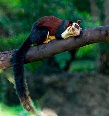 All Sizes Giant Malabar Squirrel Flickr Photo Sharing Giant Squirrel Squirrel Weird Animals