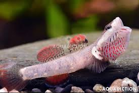 Image result for Gnidia hockii