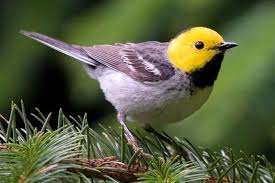 Birds Of Central Oregon Coast 30 Oregon Birds You Don T Want To Miss Birds Backyard Birds Wild Birds