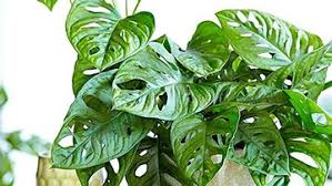 Ya, monstera adalah salah satu tanaman hias daun yang berasal dari amerika tengah. Bunda Ini Tanaman Hias Yang Harganya Bakal Selangit Di 2021