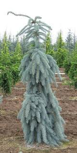 We did not find results for: Picea Pungens Pendula Weeping Blue Spruce Zone 2 Weeping Blue Spruce Conifers Garden Picea Pungens