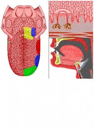 Image result for Filiform Papillae