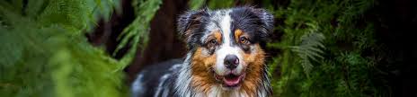 Maybe you would like to learn more about one of these? Moving Pets To Hawaii Shipping Pet Travel Experts