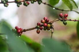 Image result for coffee plantation puerto rico. Puerto Rico Coffee Plantation And History Tour From San Juan 2021