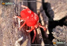Image result for red mite