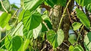 Image result for Tinospora tenera