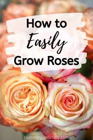 How To Easily Grow Roses In 2020 Growing Roses Rose Care Rose