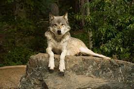 Northwestern Wolf The Northwestern Wolf Is One Of The Largest Subspecies Of Wolves In British Columbia Ca A Study Has Shown Th Wolf Sitting Wolf Grey Wolf