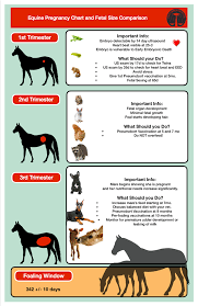 Fetal Size Comparison Chart Are Aramat Equine Services Facebook