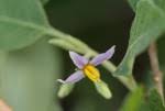 Image result for Solanum tettense