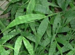 Image result for Oplismenus