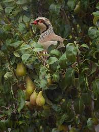 A partridge in a pear tree! The Twelve Days Of Christmas What Are The Lyrics To The Song Classic Fm