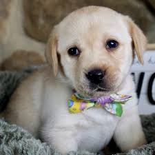 Labrador puppies black lab puppies dogs and puppies labrador retriever puppy socialization new puppy how to introduce yourself dog training doggies. Labrador Retriever Puppies Labrador Retriever For Adoption Labs Dogs