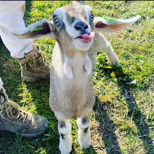 The domestic goat or simply goat (capra aegagrus hircus) is a subspecies of c. Goat Bottle Feeding Experience Quex Activity Centre