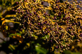 Image result for Neocussonia umbellifera