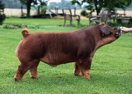 A different look with a little different pedigree. Boars Southern Gold Sires