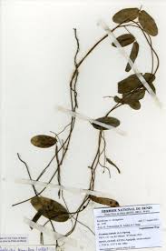 Image result for Teramnus uncinatus