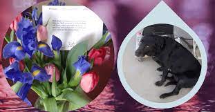 We did not find results for: Chewy Com Surprises Customer With Flowers After The Death Of His Dog 24 7 Headline News