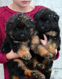 4 Week Old Long Coat German Shepherd Puppies By Grunwald Haus German Shepard Puppies German Shepherd Puppies Long Coat German Shepherd