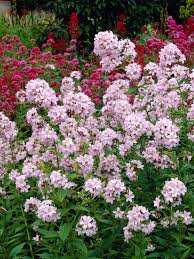 Image result for Landolphia camptoloba