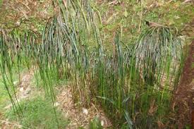 Image result for Vittaria isoetifolia