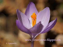 Saffron Crocus Veluchensis Herb Saffron Crocus Amazing Flowers Flowers